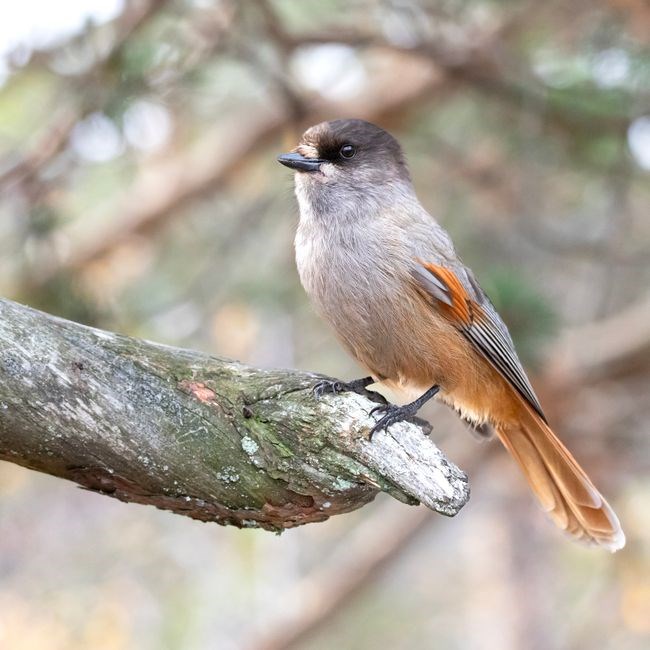 birds of new york field guide